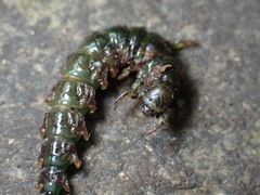 Himalopsyche