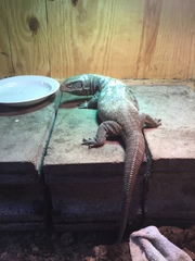 Varanus exanthematicus