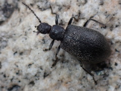 Cerogria klapperichi