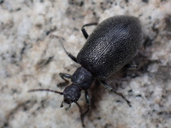 Cerogria klapperichi