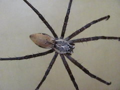 Euprosthenops