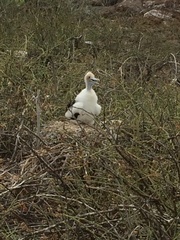 Fregata minor ridgwayi