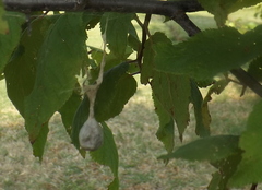 Mastophora