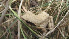 Chiromantis petersii