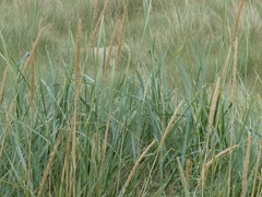 Leymus arenarius