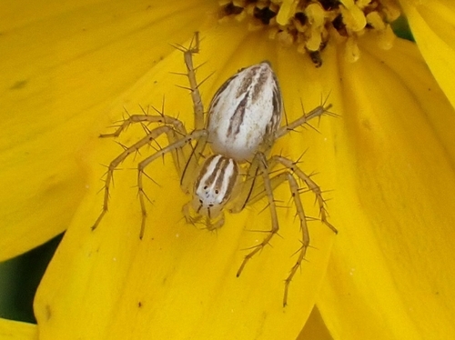 Striped Lynx Spider