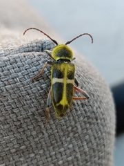 Triodoclytus lanifer