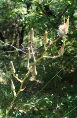 Lactuca tuberosa