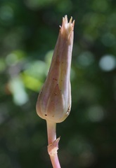 Lactuca tuberosa