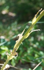 Lactuca tuberosa