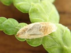 Argyresthia canadensis