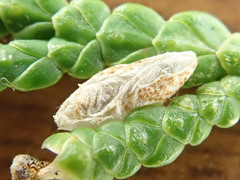 Argyresthia canadensis