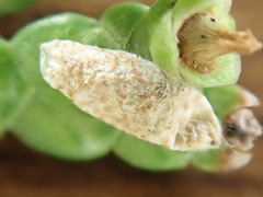 Argyresthia canadensis