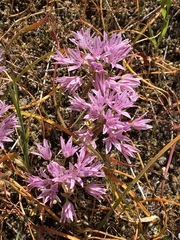 Allium crenulatum