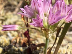 Allium crenulatum
