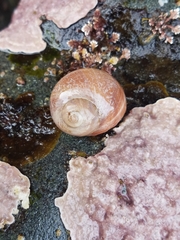 Cryptonatica aleutica