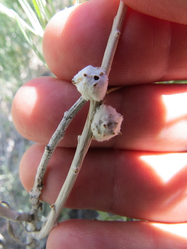 Rhopalomyia bigeloviae