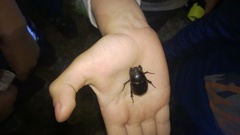 Pentodon bidens punctatus