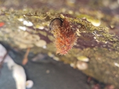 Boltenia villosa