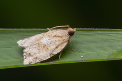 Neocalyptis affinisana