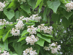 Catalpa speciosa