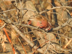 Lagonosticta rhodopareia