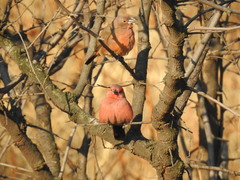 Lagonosticta rhodopareia