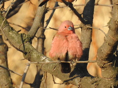 Lagonosticta rhodopareia