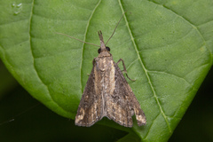 Hypena abjectalis