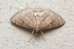 Protonoceras