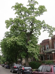 Catalpa speciosa