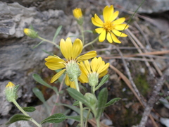 Heterotheca villosa villosa