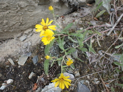 Heterotheca villosa villosa