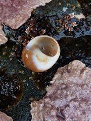 Cryptonatica aleutica