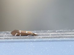 Athripsodes albifrons