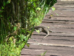 Tupinambis teguixin