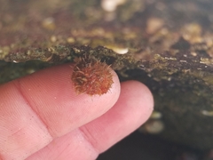 Boltenia villosa