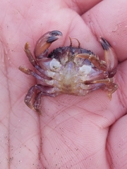 Glebocarcinus oregonensis
