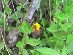 Parvospila lucianus