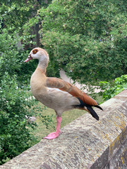 Alopochen aegyptiaca