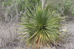 Dasylirion cedrosanum