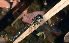 Austroepigomphus praeruptus