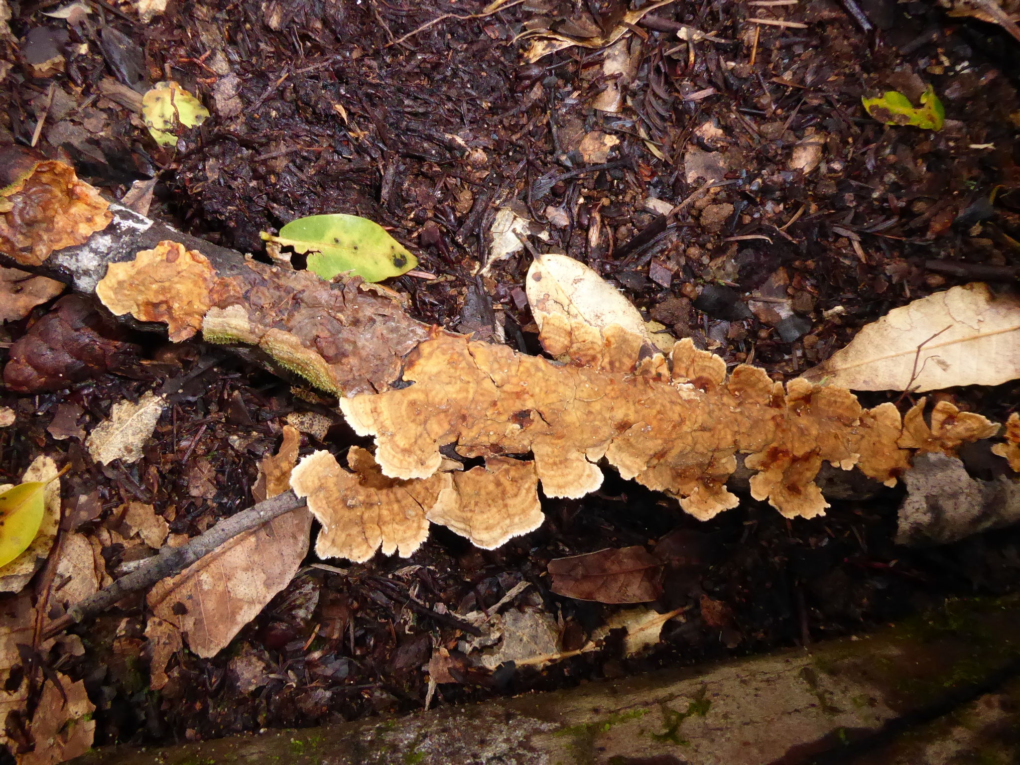 Stereum hirsutum image
