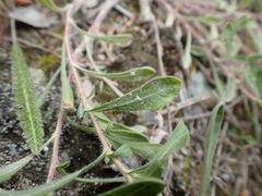 Heterotheca villosa villosa