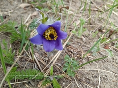 Pulsatilla ambigua