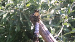 Orthetrum cancellatum