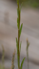 Erysimum marschallianum