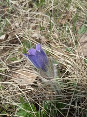 Pulsatilla ambigua