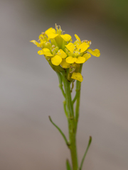 Erysimum marschallianum