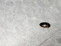 Copelatus